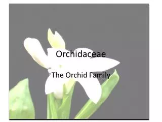 Orchidaceae