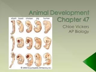Animal Development Chapter 47
