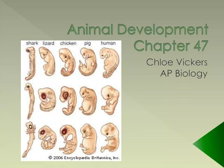 animal development chapter 47