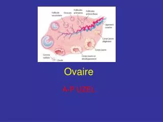 Ovaire