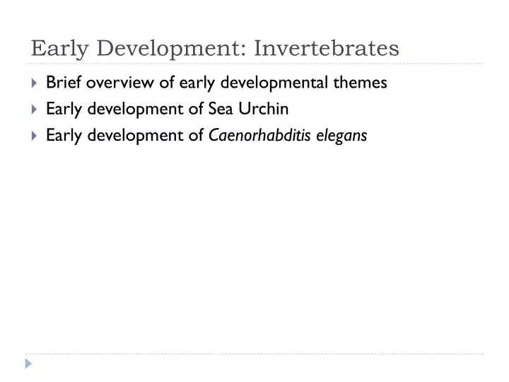 early development invertebrates