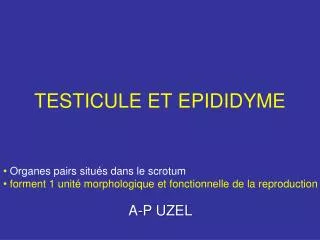 testicule et epididyme