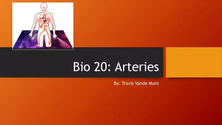 bio 20 arteries