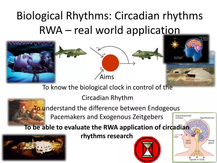 biological rhythms circadian rhythms rwa real world application
