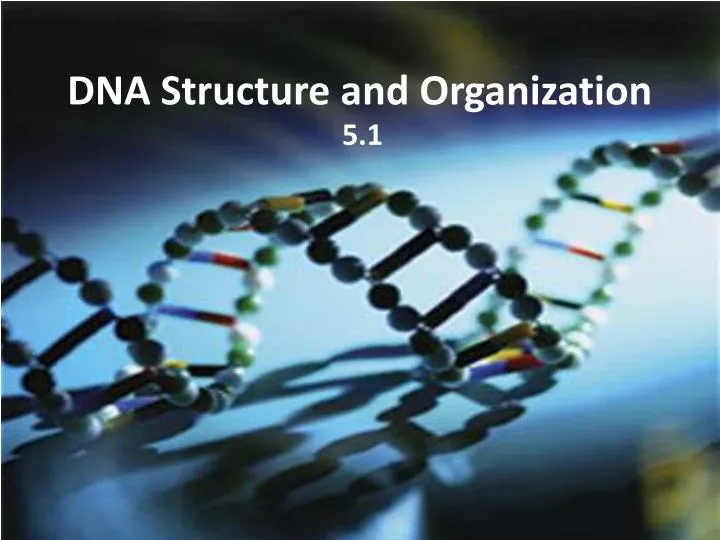 dna structure and organization