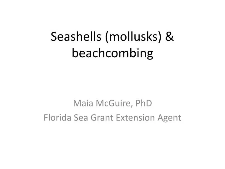 seashells mollusks beachcombing