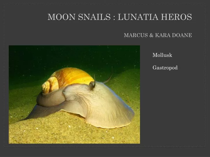 moon snails l u natia heros marcus kara doane