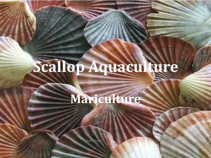 scallop aquaculture