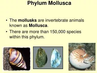 Phylum Mollusca