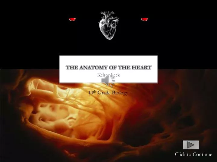 the anatomy of the heart