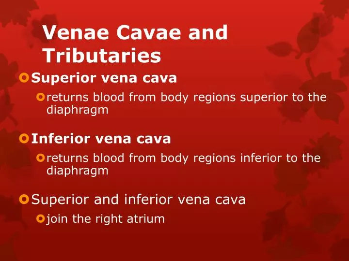venae cavae and tributaries