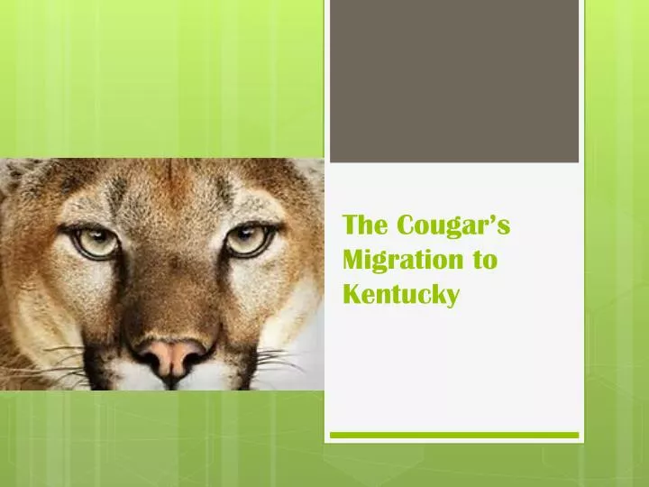 the cougar s migration to kentucky