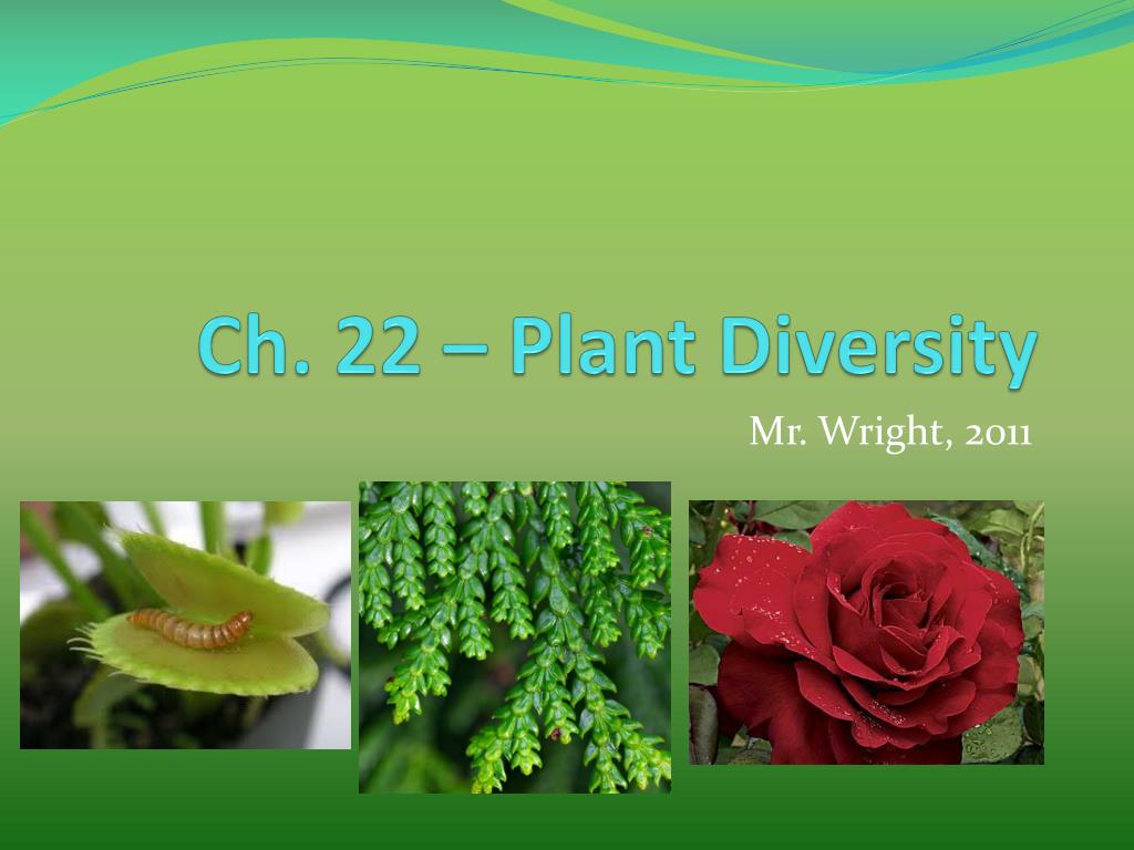 PPT - Ch. 22 – Plant Diversity PowerPoint Presentation, free download ...