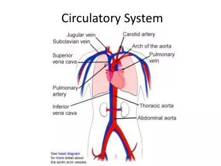 circulatory system