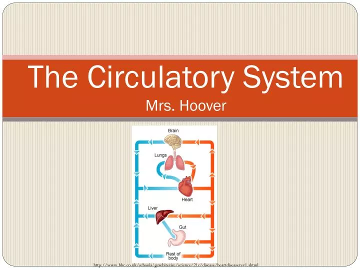 the circulatory system mrs hoover