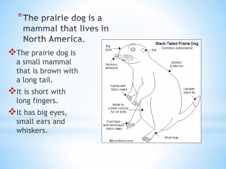 the prairie dog is a mammal that lives in north america
