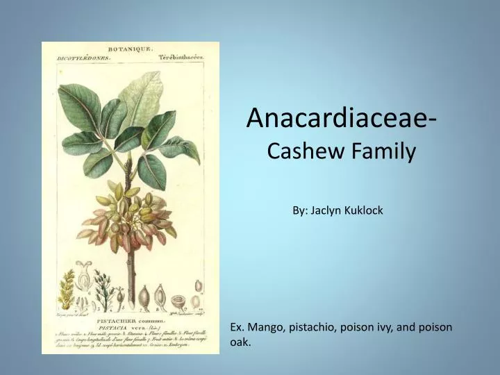 anacardiaceae cashew family