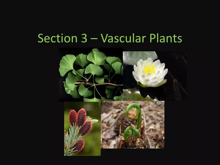 section 3 vascular plants