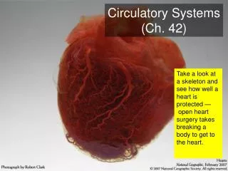 Circulatory Systems (Ch. 42)