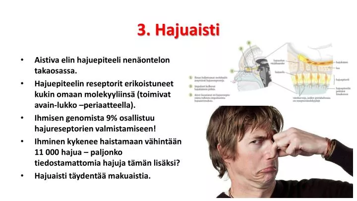 3 hajuaisti