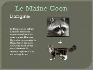 Le Maine Coon