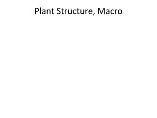 Plant Structure, Macro