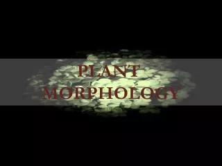 PLANT MORPHOLOGY