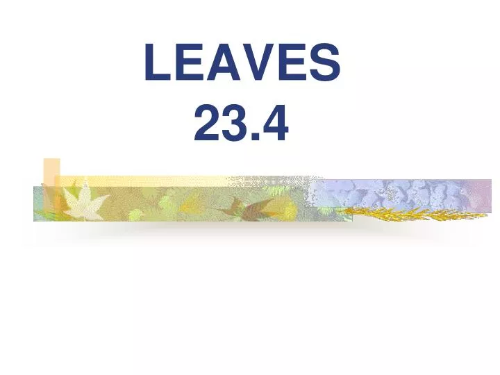 leaves 23 4