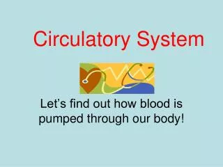 Circulatory System