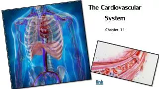 the cardiovascular system