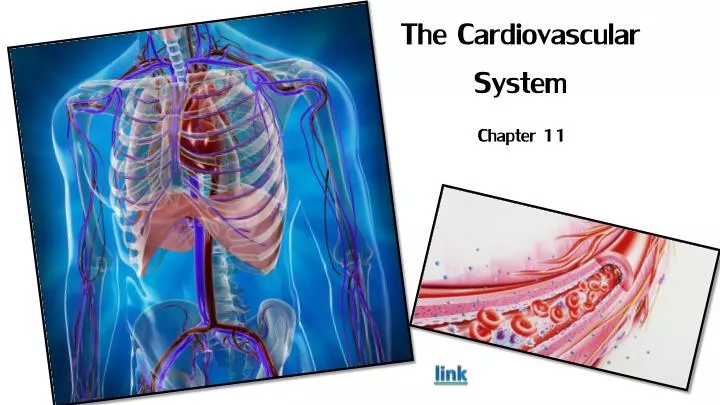 the cardiovascular system