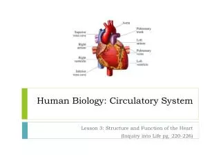 Human Biology: Circulatory System