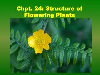 Chpt. 24: Structure of Flowering Plants