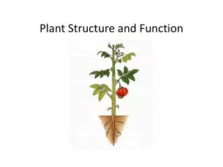 Plant Structure and Function