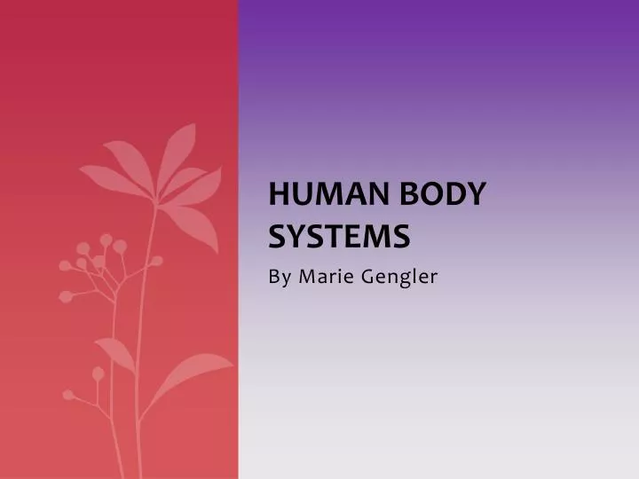 human body systems
