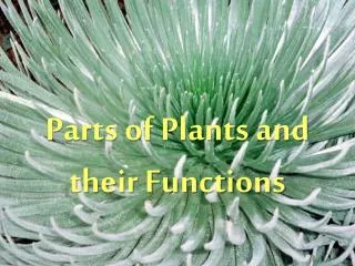 Parts of Plants and their Functions