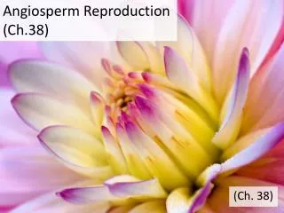 Angiosperm Reproduction (Ch.38)