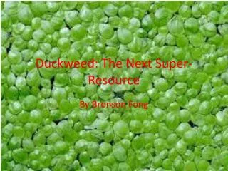Duckweed: The Next Super-Resource