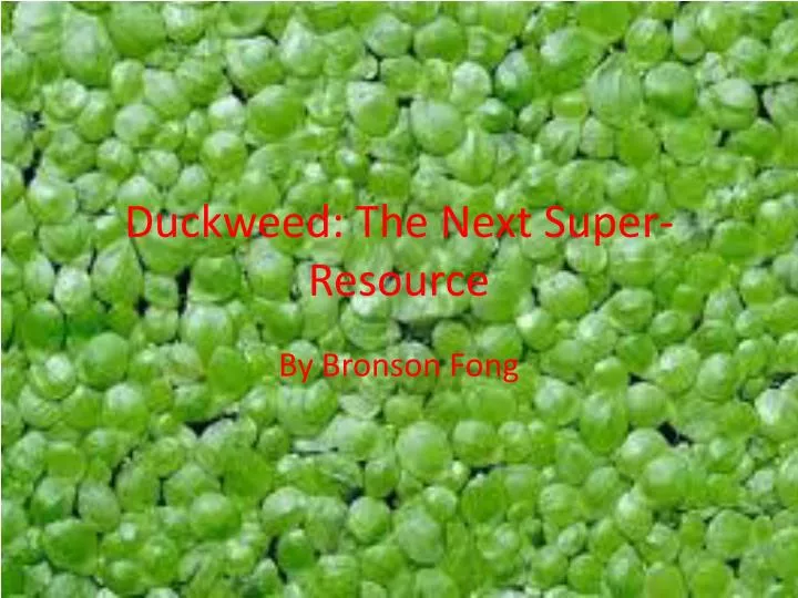 duckweed the next super resource
