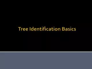 Tree Identification Basics
