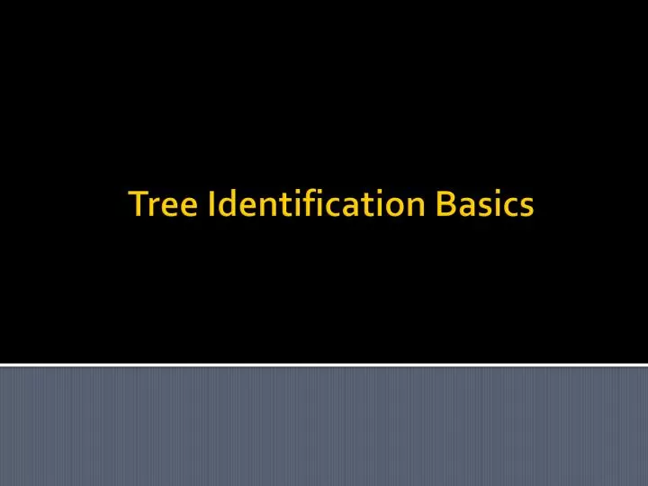 tree identification basics