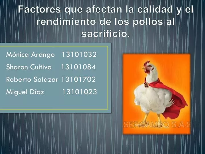 factores que afectan la calidad y el rendimiento de los pollos al sacrificio