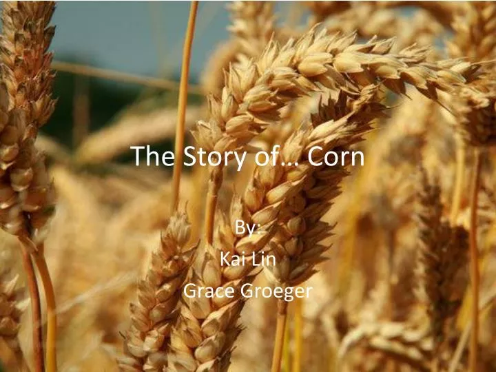 the story of corn