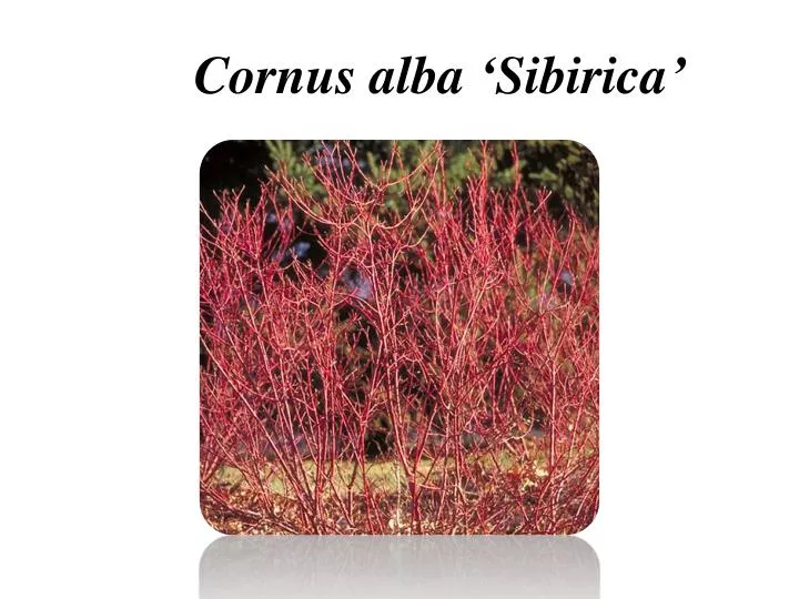 cornus alba sibirica