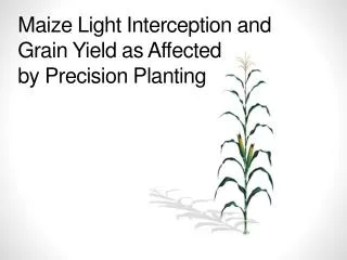 Maize Light Interception and Grain Yield as Affected by Precision Planting