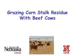 Grazing Corn Stalk Residue With Beef Cows