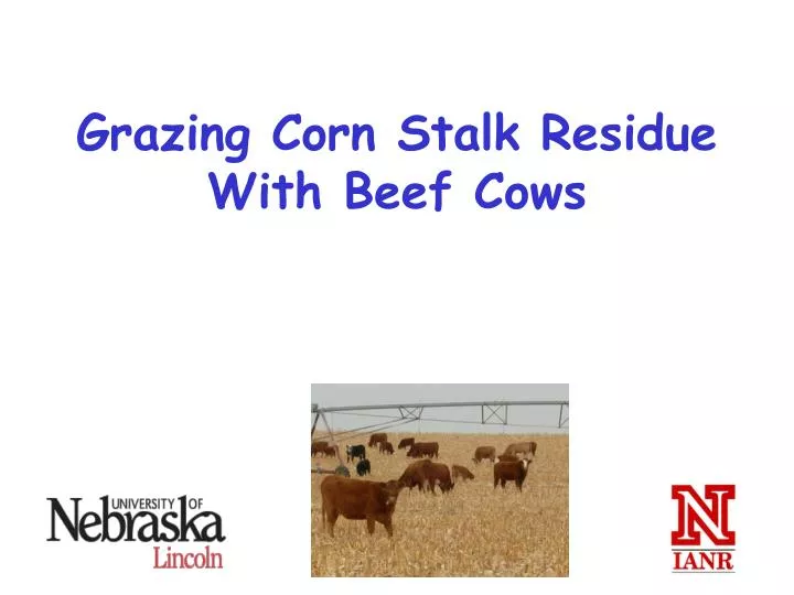 grazing corn stalk residue with beef cows