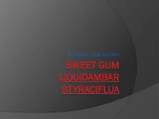 Sweet Gum Liquidambar styraciflua