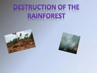 Destruction of the Rainforest