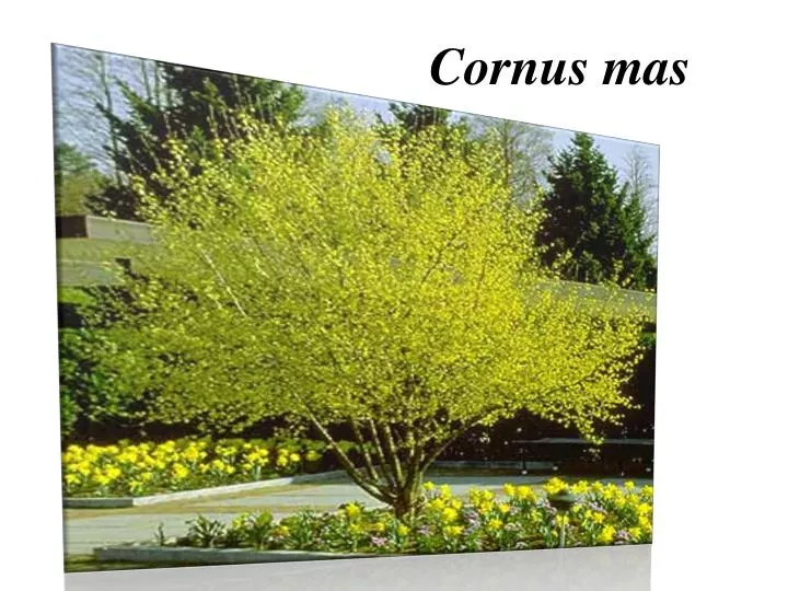 cornus mas